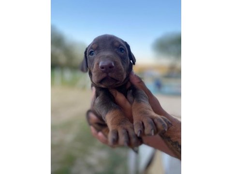 Erkek kızıl doberman yavrular