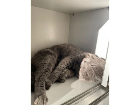 2 yaşında tüm aşıları tam scottish fold