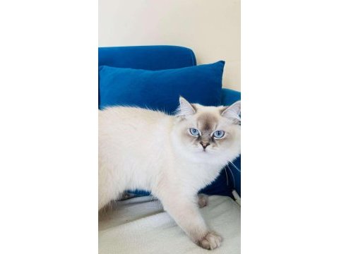 Dünya güzeli british longhair kızımız ailesini bekliyor