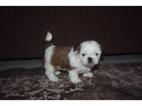 Irk garantili saf kan shih tzu yavruları