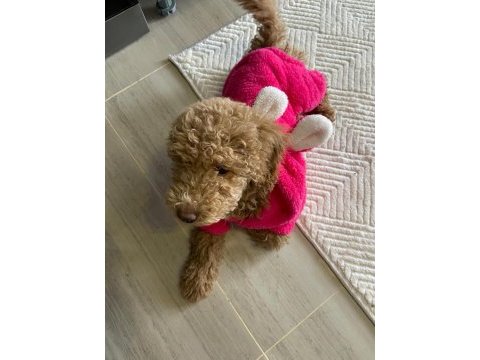 8 aylık ev köpeği hera