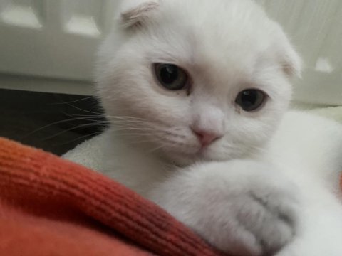 Beyaz scottish fold