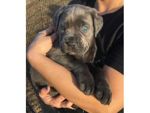 İsteğe özel estetik doberman