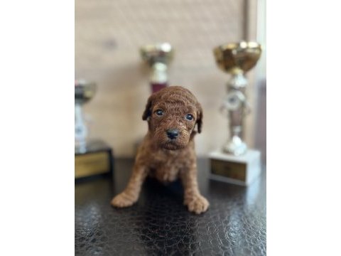 Mini boy toy poodle yavrular