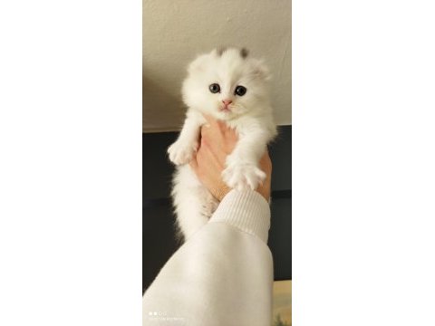 Scottish fold yavrular