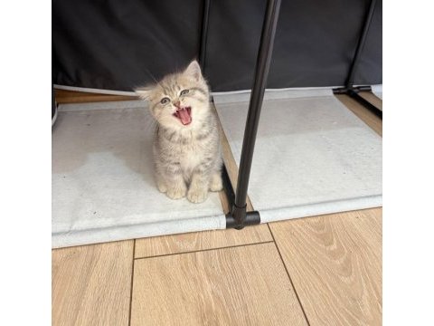 Dünya tatlısı british shorthair yavru