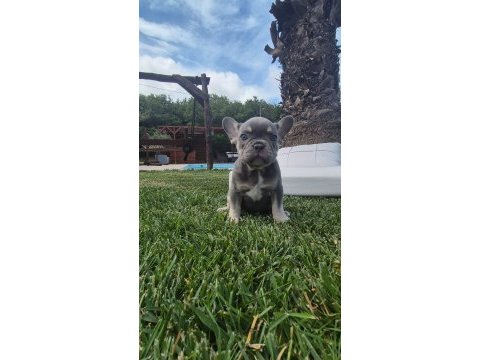 Blue french bulldog yavruları istanbul 