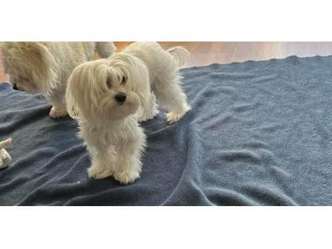 Maltipoo yavrularimiz