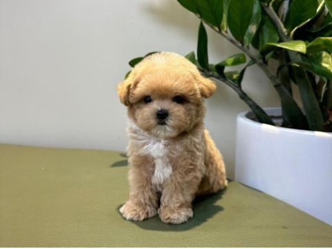Üst kalite maltipoo bebeklerimiz