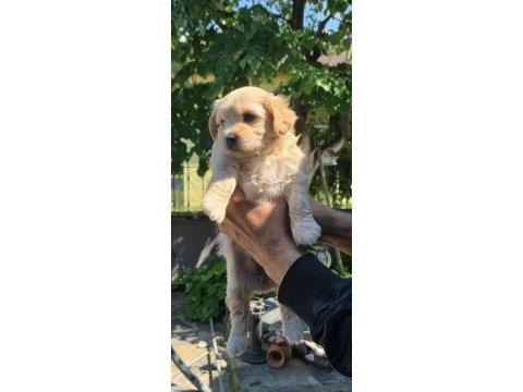 Harika maltipoo yavrular