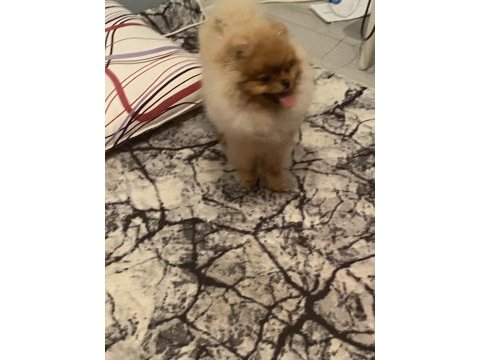 Orijinal ayı surat pomeranian boo