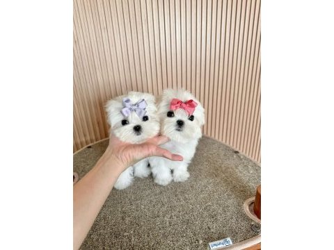 Teacup gerçek korea maltese yavruları