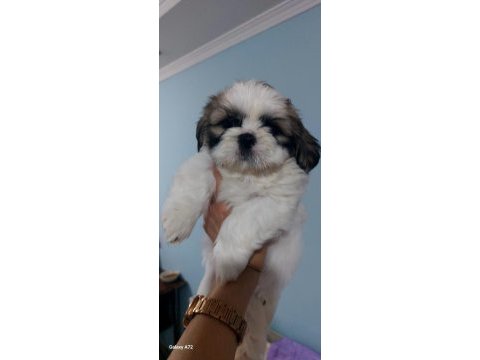 Shihtzu yavrularımız erkek ve dişi 