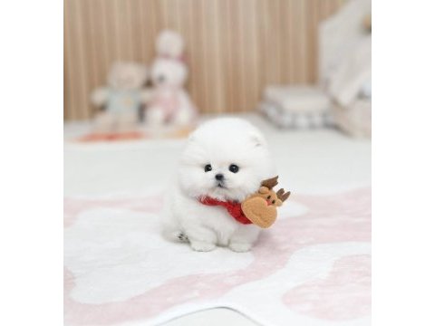 Özel seçilmiş pomeranian yavrusu