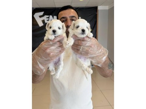 Maltese yavrular maltipo ve toy poodle yavrular ankara