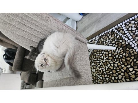 Orjinal blue point-british shorthair yavrular