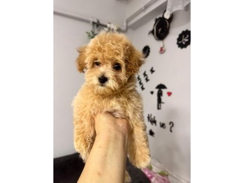 Ailemizde büyüyen maltipoo bebeklerim