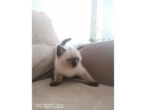 2 aylık dişi ve erkek british shorthair yavrular