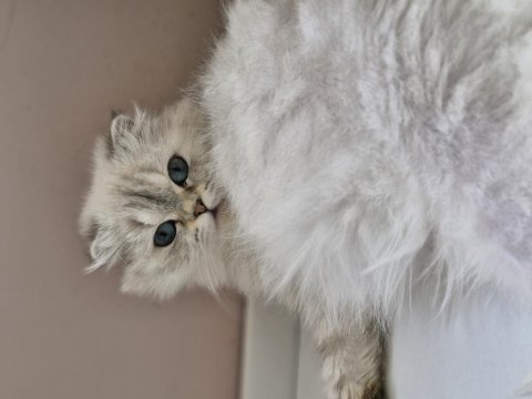 British longhair milka yeni ailelerini arıyor