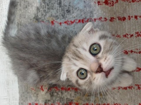 2 aylık scottish fold yavrular