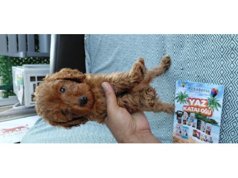 Orjınal a kalıte poodle