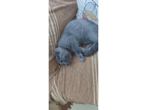 Ücretsiz 4 aylık british shorthair