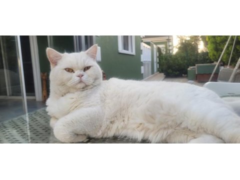 Sahiplendirme 6 yaşında british shorthair