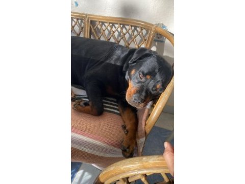 Rottweiler