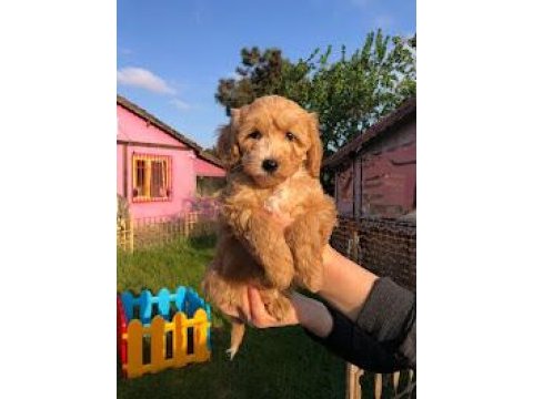 Bebek surat sevimli maltipoo