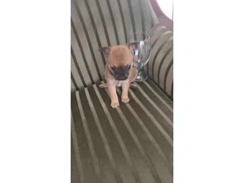 Chihuahua yavrular minyatür ırk garantili