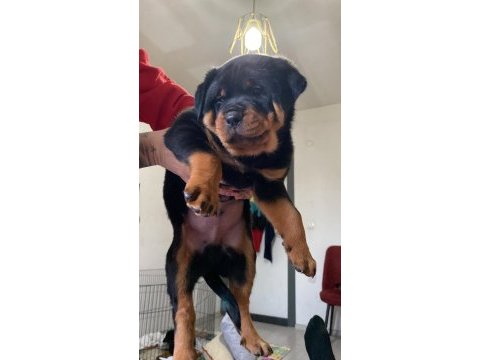 Rottweiler yavrularımız yeni ailelerini arıyor