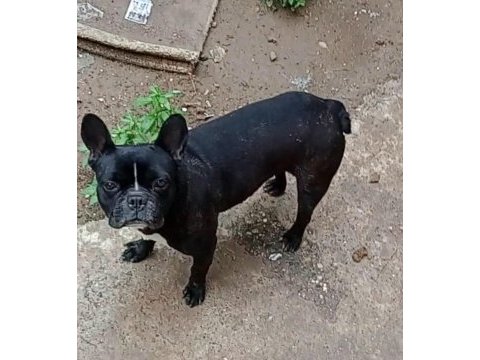 Genç dişi french bulldog kaliteli