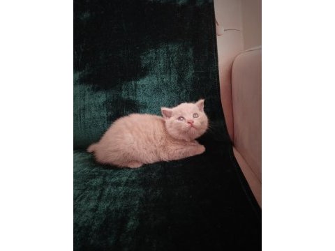 Safkan fawn british shorthair dişi