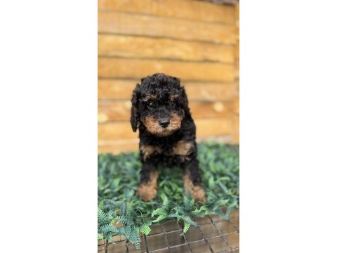Özel renk phantom toy poodle yavrusu
