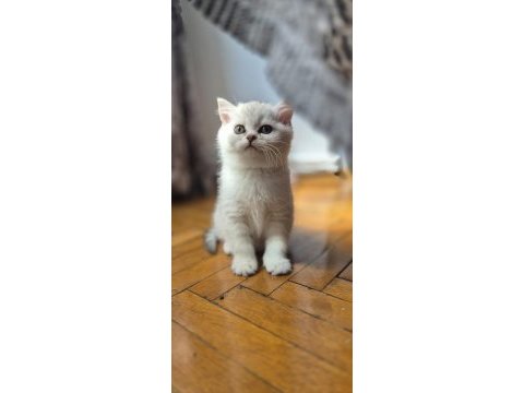 British silver shorthair