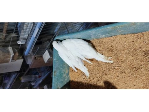 Üretimhaneden muhabbet kuşu yavruları