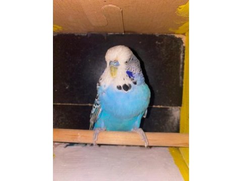 Erkek show jumbo muhabbet kuşu