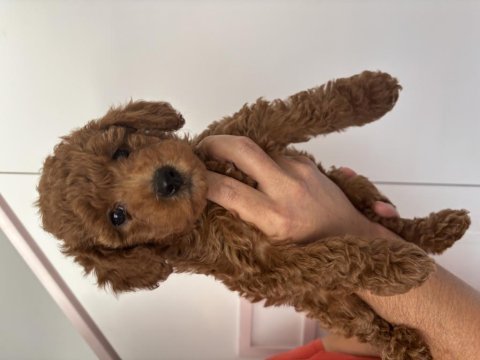 15 haziran doğumlu dişi toy poodle