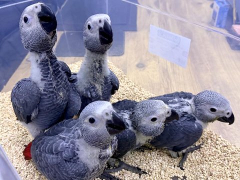 Yerli üretim bebek faturalı belgeli jako papağanları
