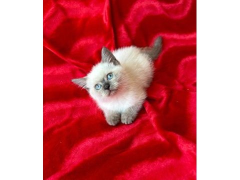 55 günlük dişi ve erkek british shorthair yavrular