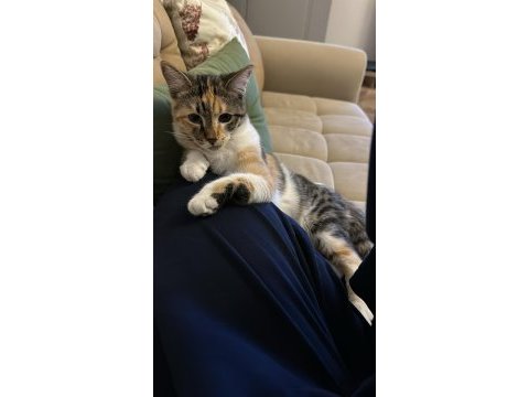 Güzeller güzeli kız yuva arıyor