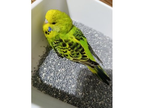 Jumbo muhabbet kuşu yavruları