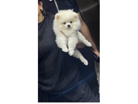 Saf 3 aylık yavru pomeranian beyaz
