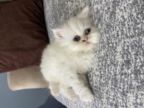 Exotic shorthair yavru 50 günlük