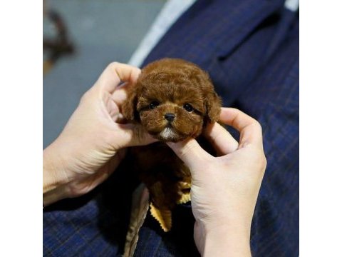 A kalite toy poodle bebeklerim istanbulda
