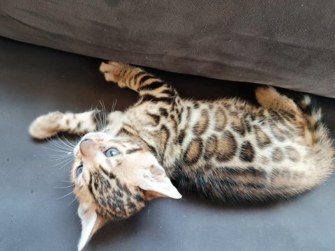 Wcf show class bengal bebekler