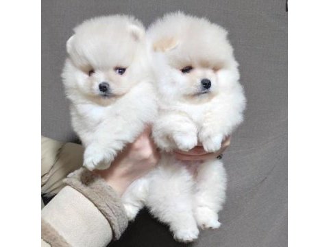 Teddy bear pomeranian yavruları