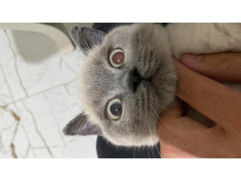 Bluepoint yavrumu sahiplendiriyorum british shorthair