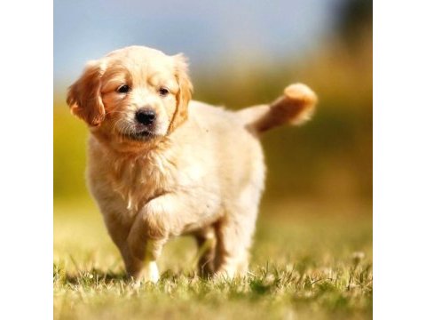 Yavru golden retriever