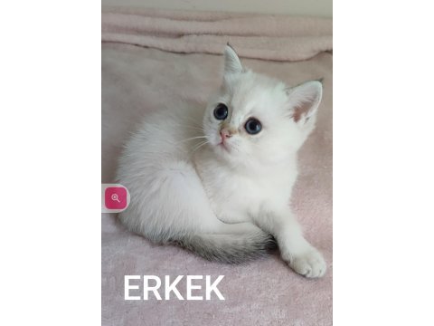 Safkan british shorthair